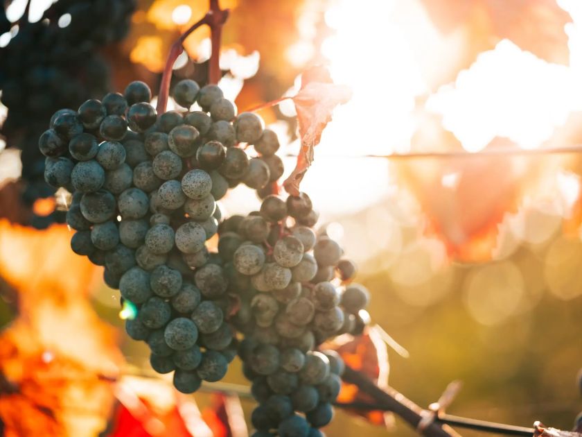 Hrozny odrůdy Malbec