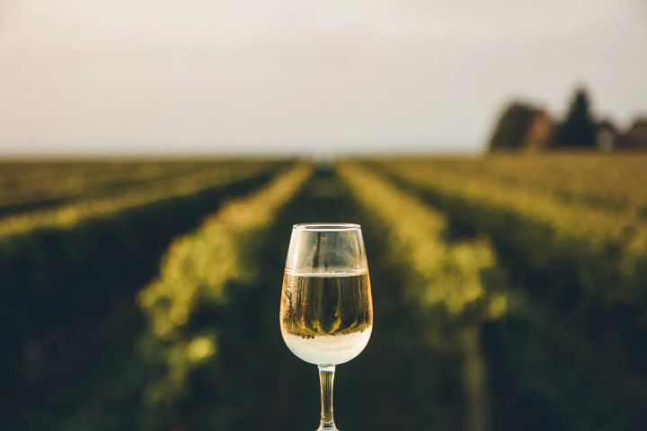 Blanc de Noirs – bílé víno z modrých hroznů