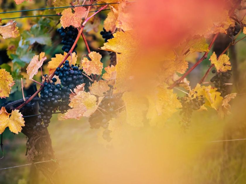 Modré hrozny – ilustrační fotografie k odrůdě Pinotage