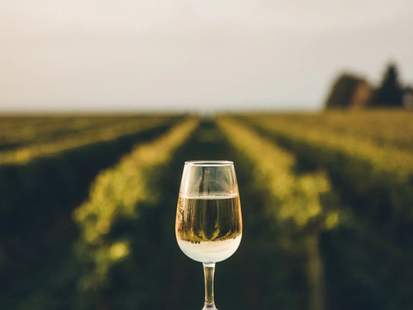 Blanc de Noirs – bílé víno z modrých hroznů