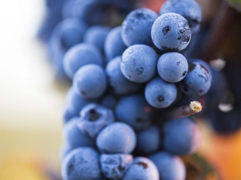 Hrozny odrůdy Carmenère